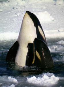 Orcas or killer whales
